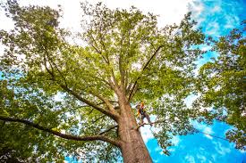 Best Tree Maintenance Programs  in Morgan Hill, PA